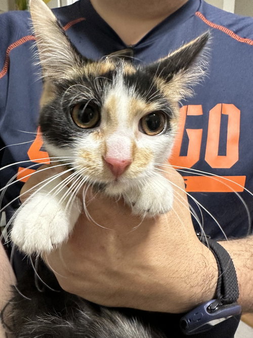 Sprinkles, an adoptable Domestic Short Hair in Palatine, IL