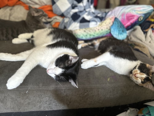 Sprinkles photo 4