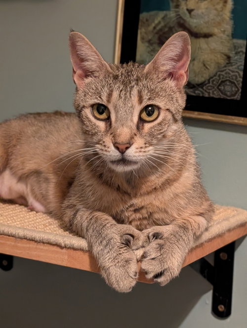 Lynx