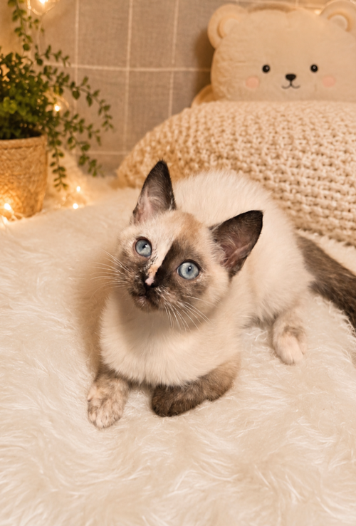 Raspberry, an adoptable Siamese in Palatine, IL