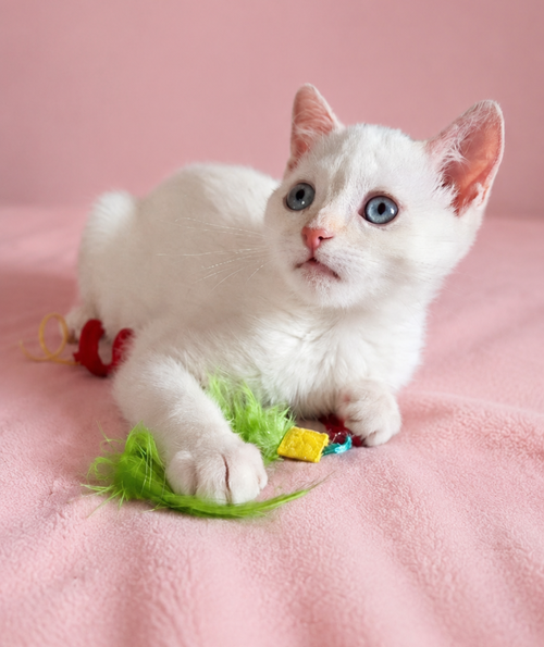 Blueberry