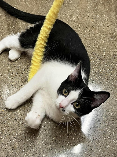 picture of the cat needing adoption