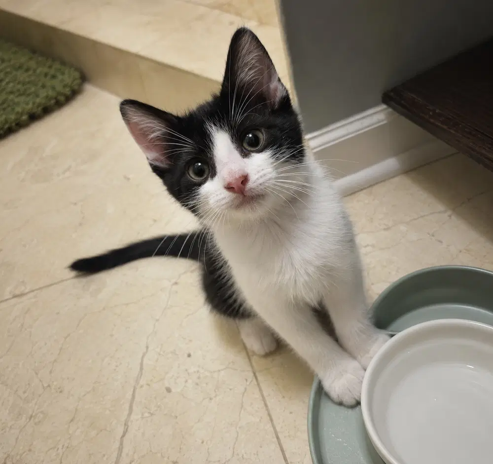 Dorset - Domestic Medium Hair