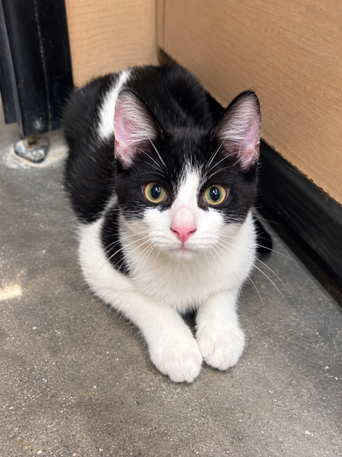 picture of the cat needing adoption