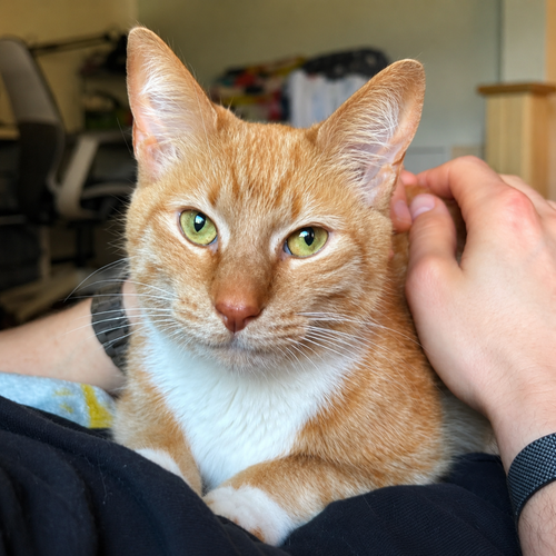 Coco, a cat for adoption from Forever Fortunate Felines