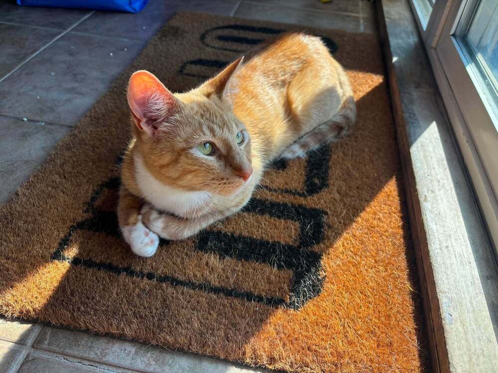Coco image 2
