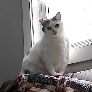 Kitty
