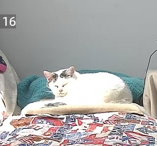 Kitty photo 2
