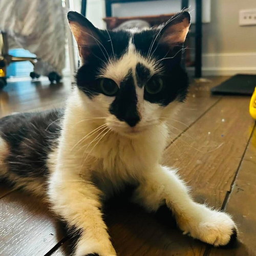 Domino