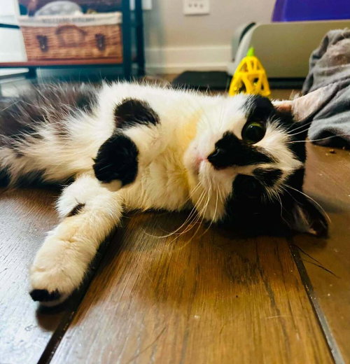 Domino photo 2