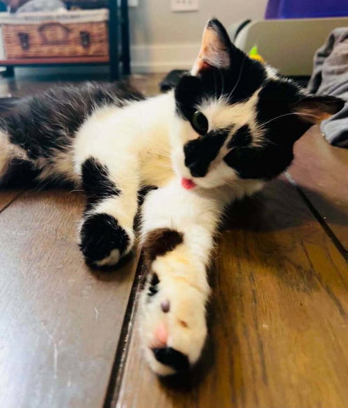 Domino photo 3