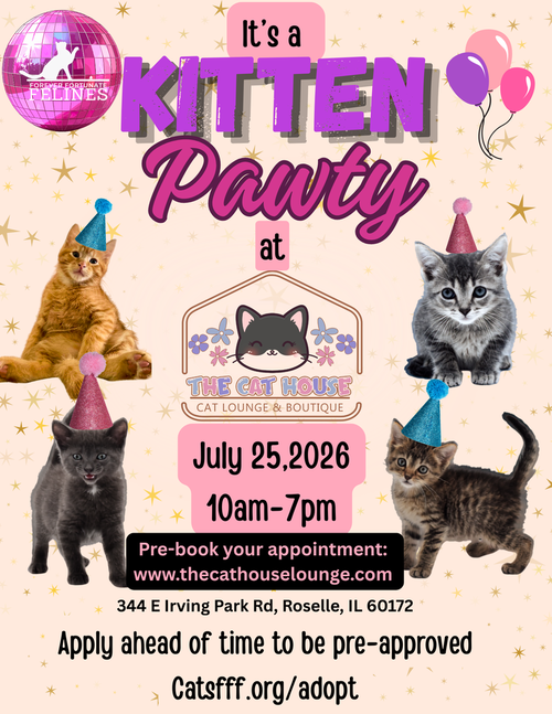 Aaa Kitten Pawty At The Cat House Roselle
