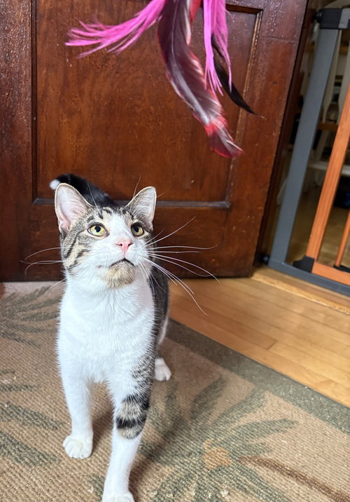 Simon