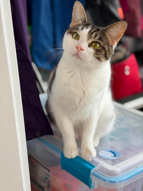 Sugar, a cat for adoption from Forever Fortunate Felines
