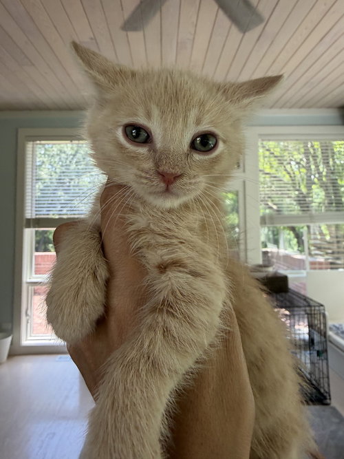 Leonardo