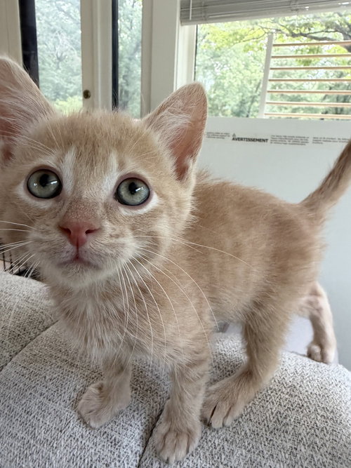 Raphael photo 4