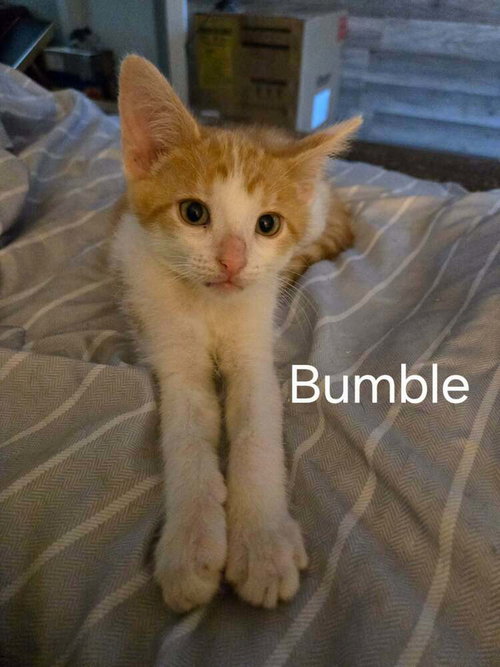 Bumble photo 3