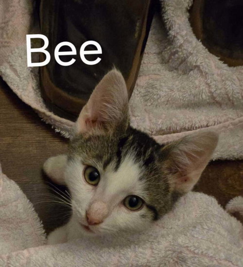 Bee photo 4