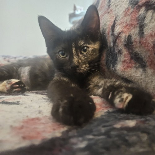 Aurora, a cat for adoption from Forever Fortunate Felines