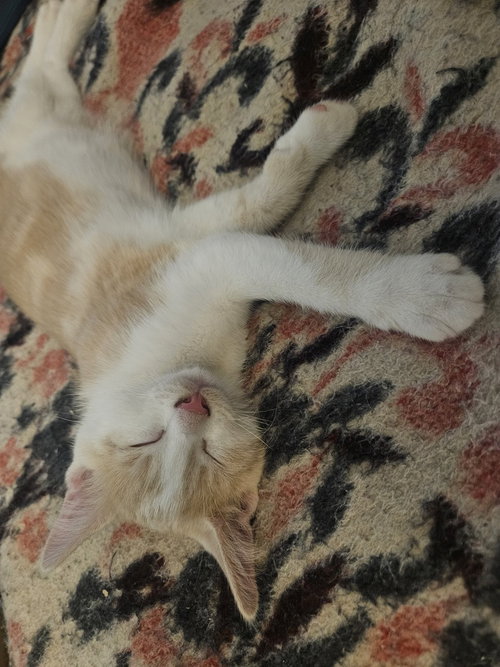 Leo