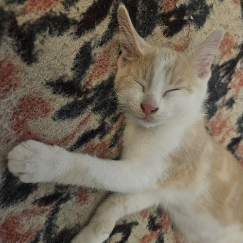 picture of the cat needing adoption