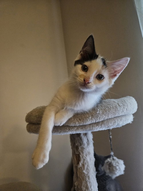 Nova