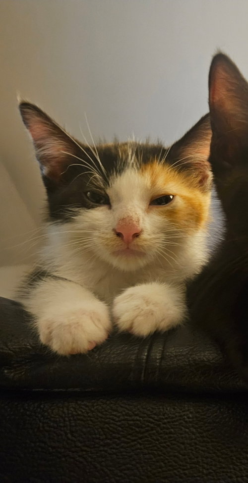 Stella