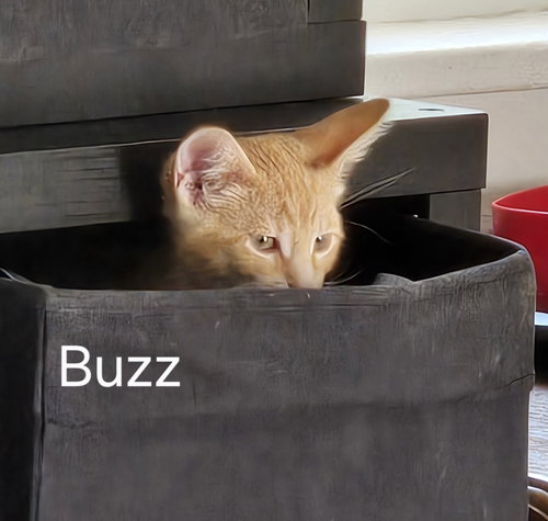 Buzz