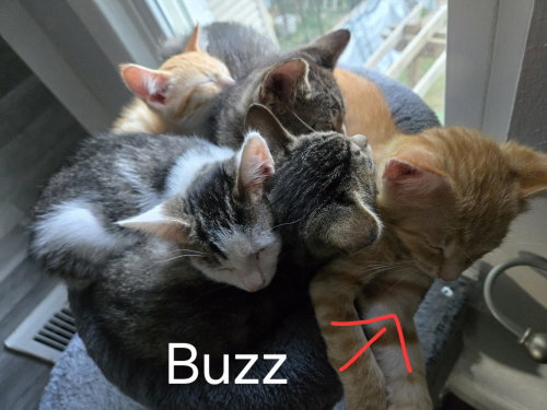 Buzz photo 3