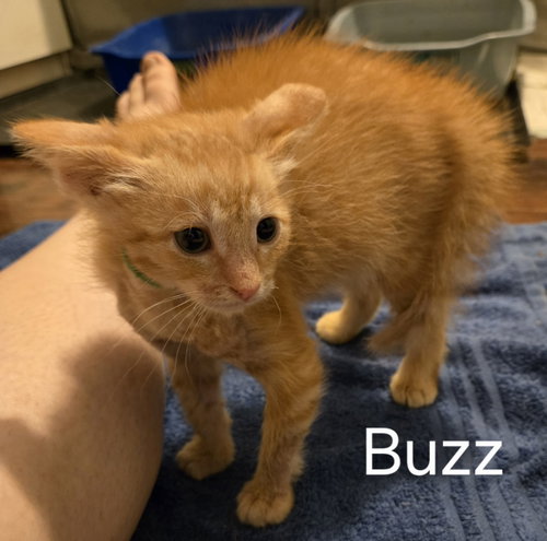 Buzz photo 4