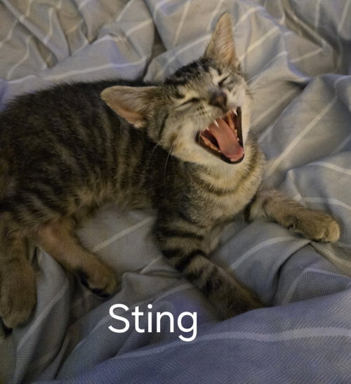 Sting photo 3