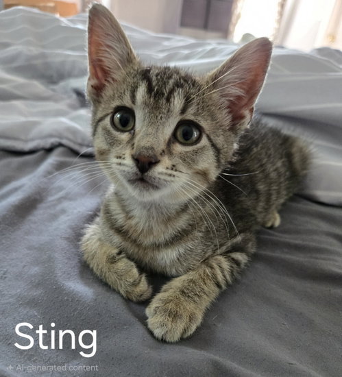 Sting photo 4