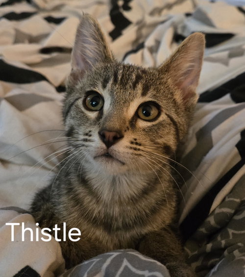 Thistle