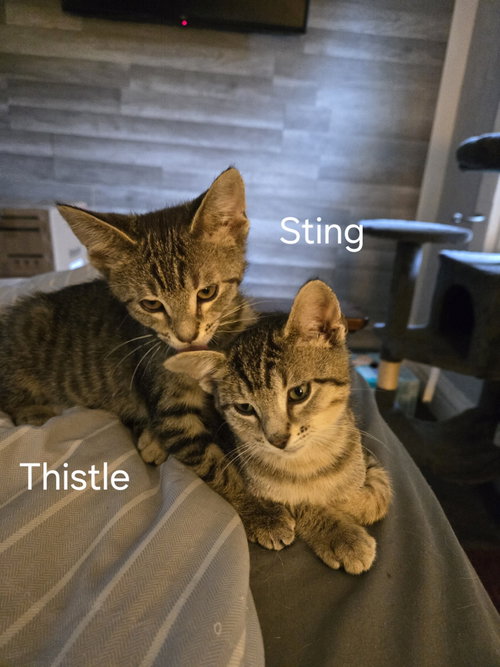 Thistle photo 3