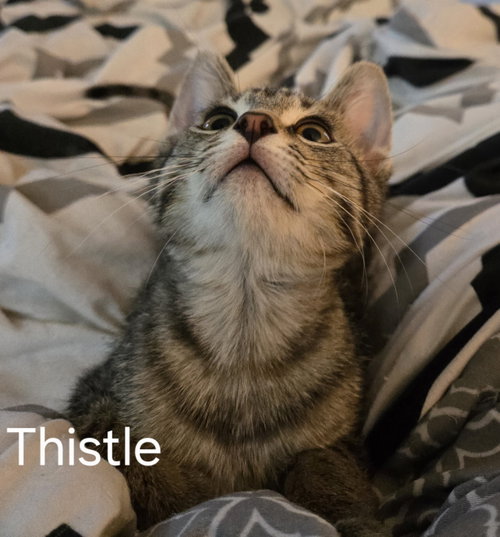 Thistle photo 4