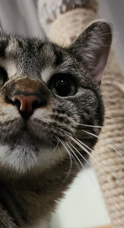 Rascal photo 3