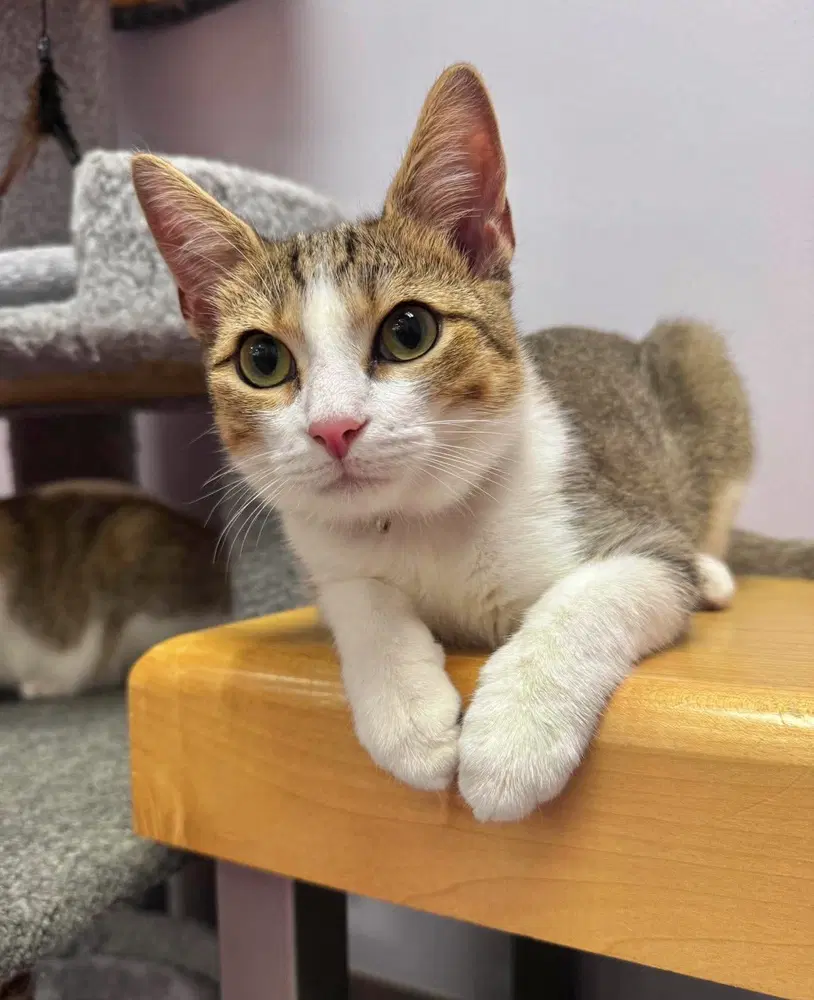 Jimmie - Domestic Short Hair