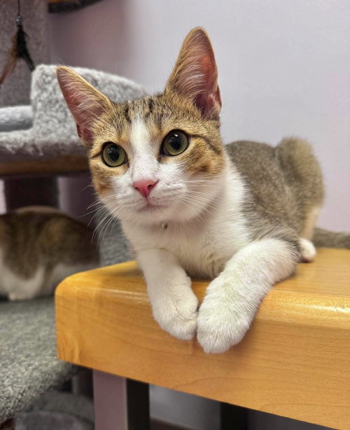 picture of the cat needing adoption