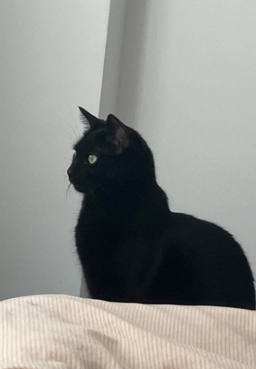 Sable
