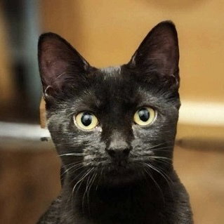 Sable photo 2