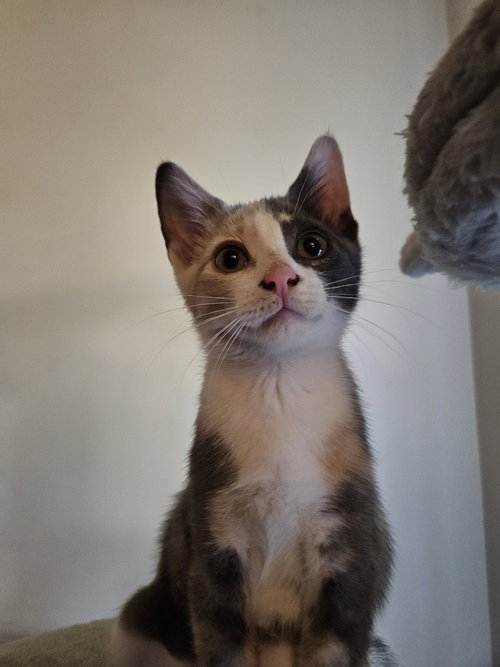Ayla