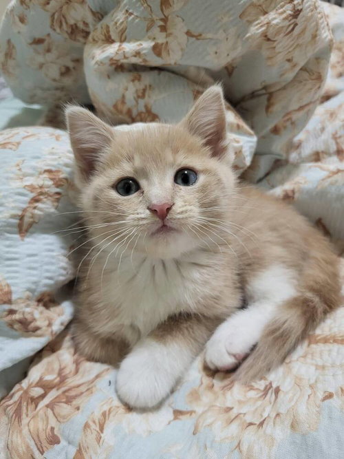 Oliver