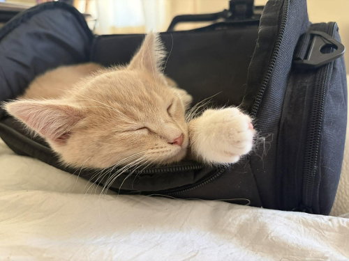 Oliver photo 3