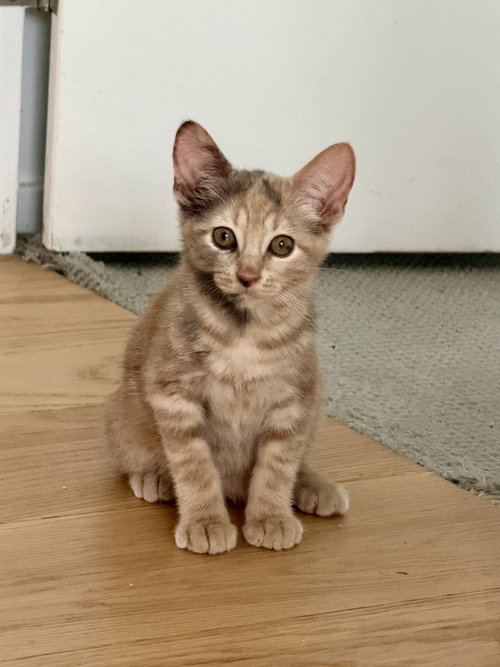 Nugget