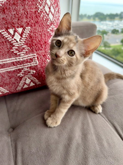 Nugget photo 3