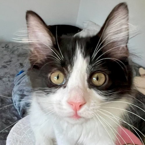 Binty