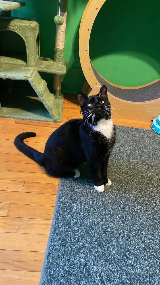 Melon - Domestic Short Hair