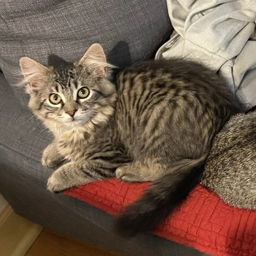 Lagoon, a cat for adoption from Forever Fortunate Felines