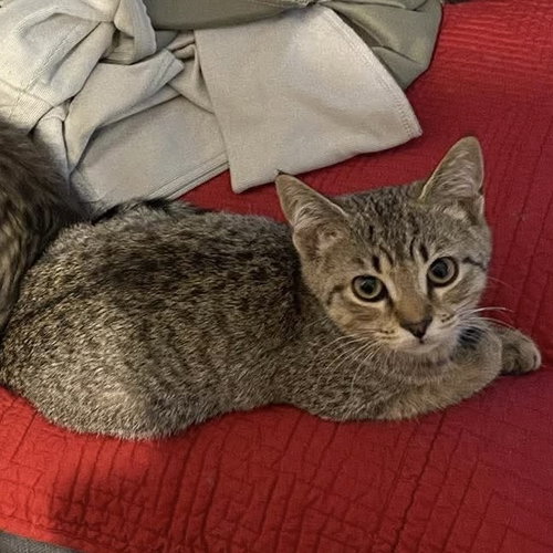 Anchovy, a cat for adoption from Forever Fortunate Felines