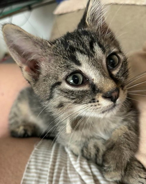 Eugene, a cat for adoption from Forever Fortunate Felines
